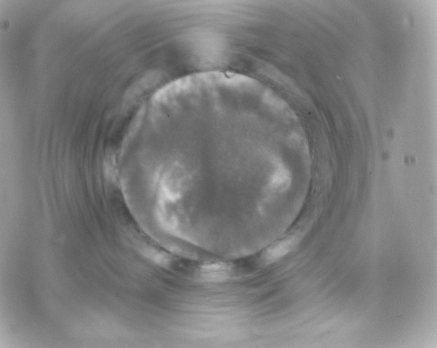 X0000070340240200607072021