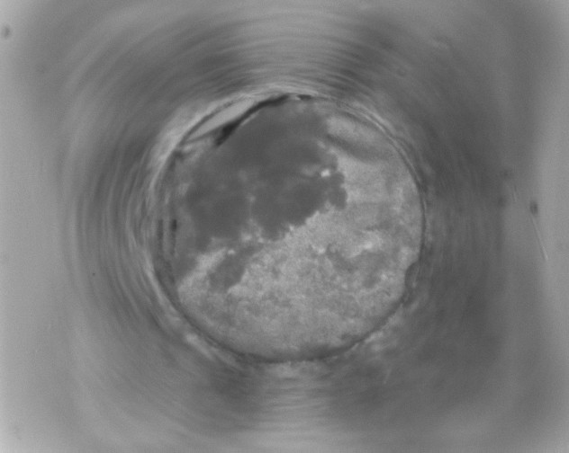 X0000070340241200607072020