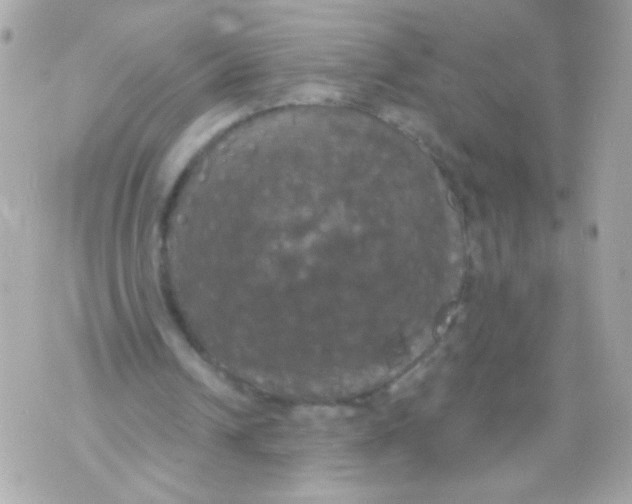 X0000070340242200607072020