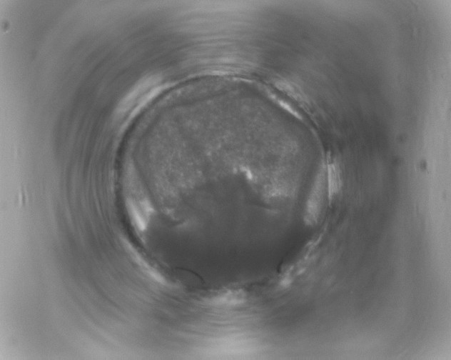 X0000070340243200607072020