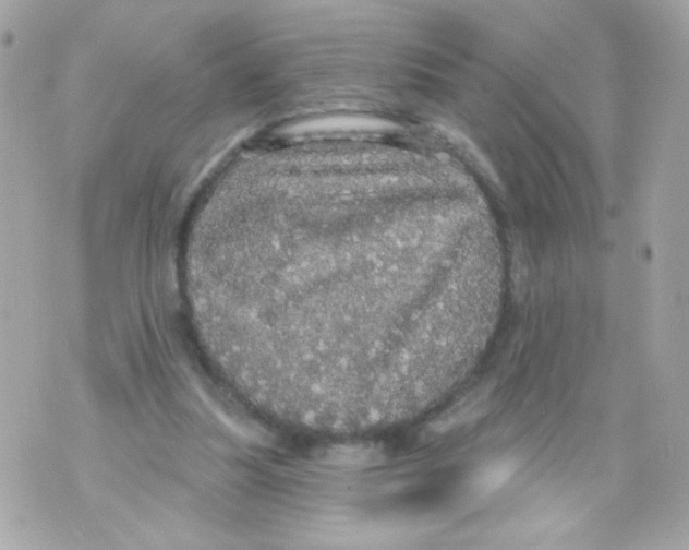 X0000070340251200607072020