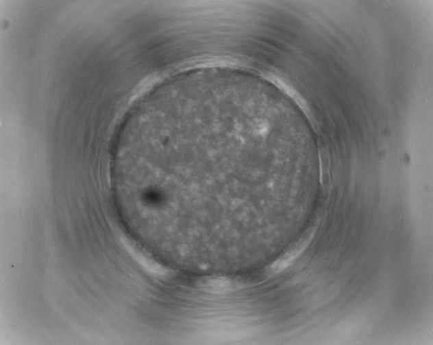 X0000070340253200607072020