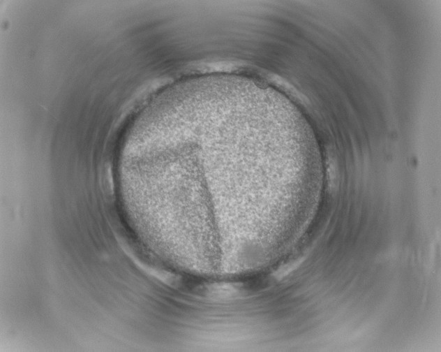 X0000070340254200607072020