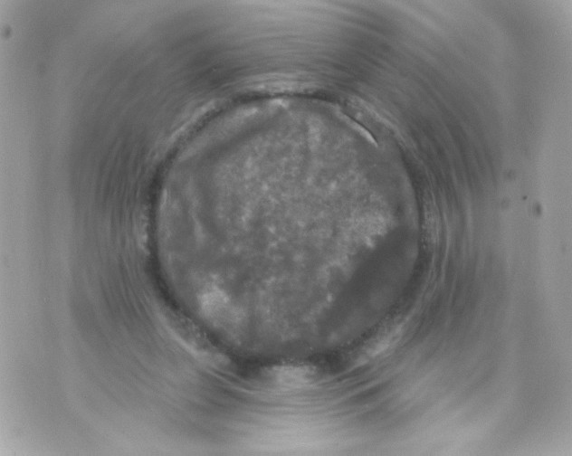 X0000070340255200607072020