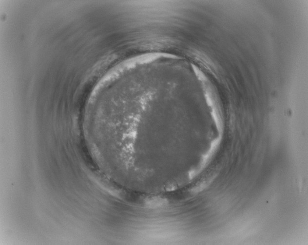 X0000070340258200607072020