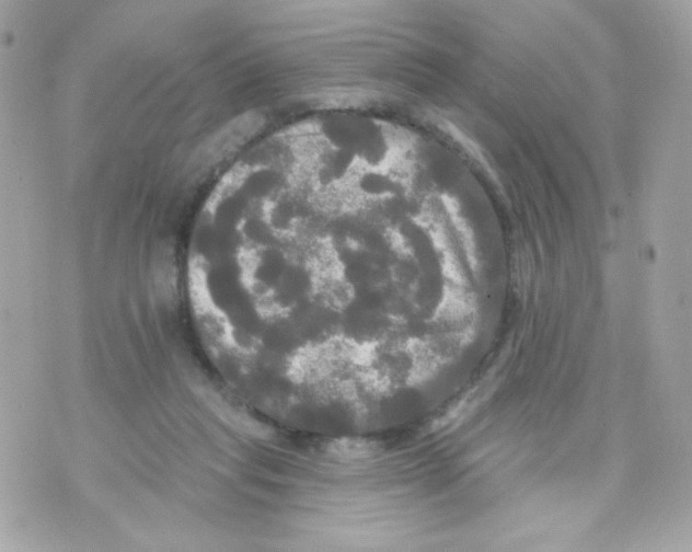 X0000070340261200607072020