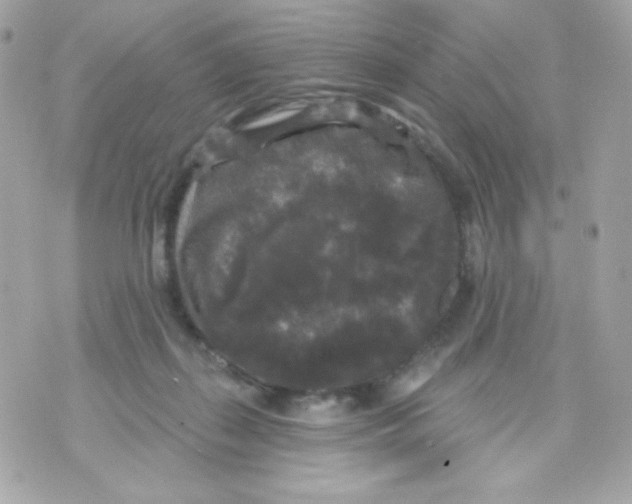 X0000070340267200607072020