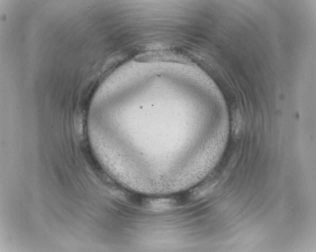 X0000070340268200607072020