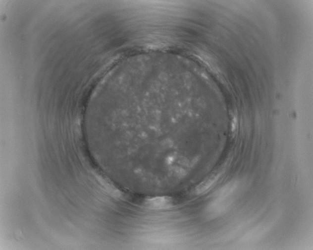 X0000070340269200607072020