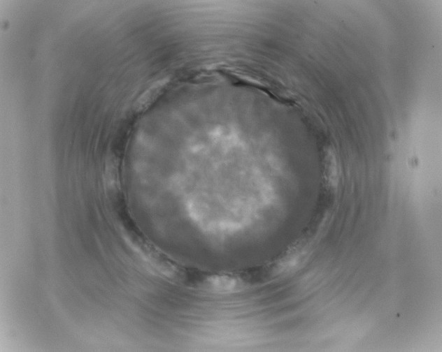 X0000070340272200607072020