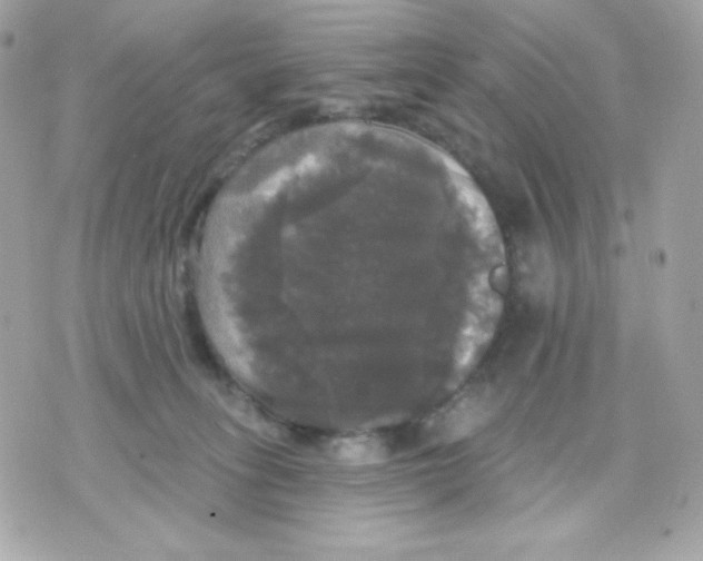 X0000070340275200607072020