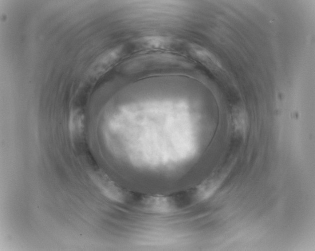 X0000070340276200607072020