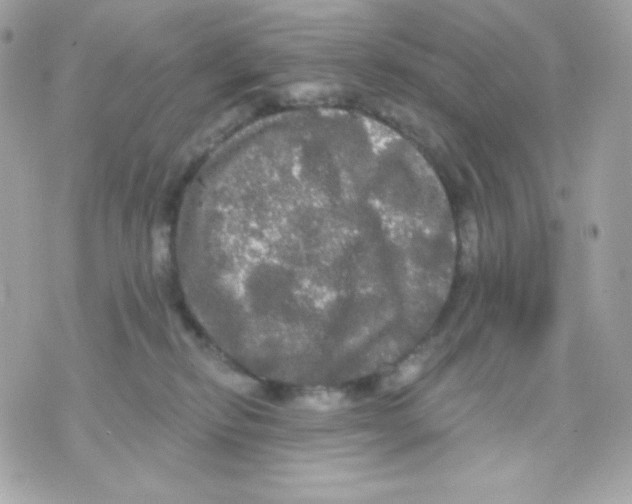 X0000070340278200607072020