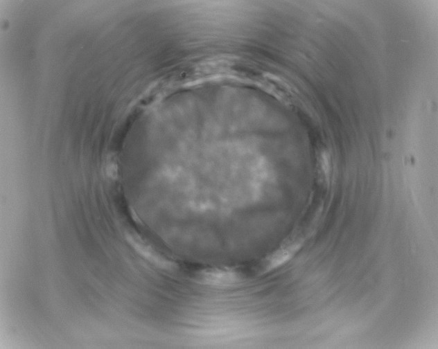 X0000070340284200607072020