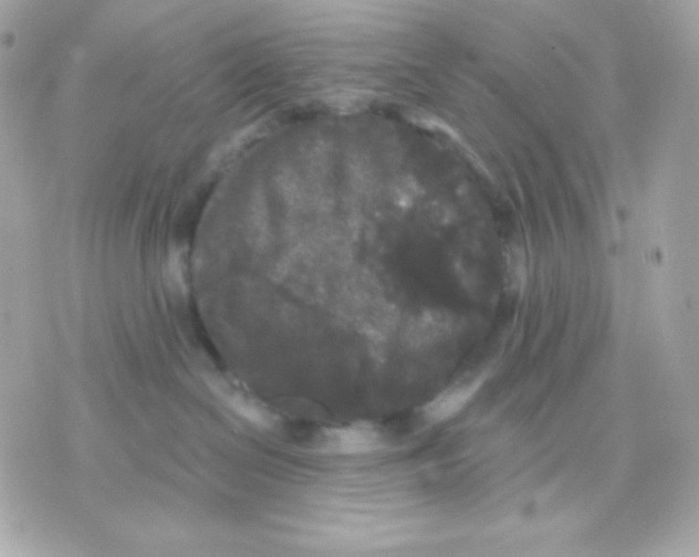 X0000070340286200607072021