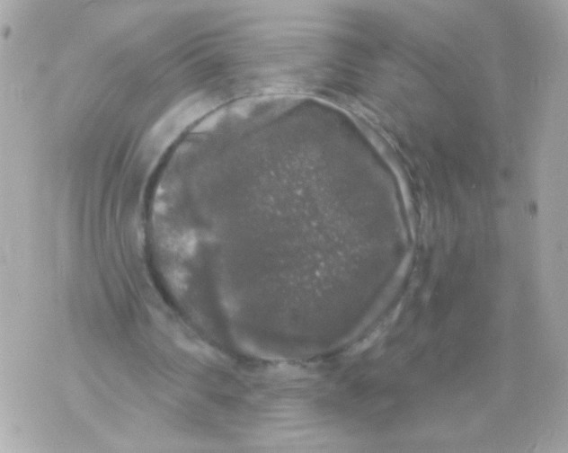 X0000070340290200607072020