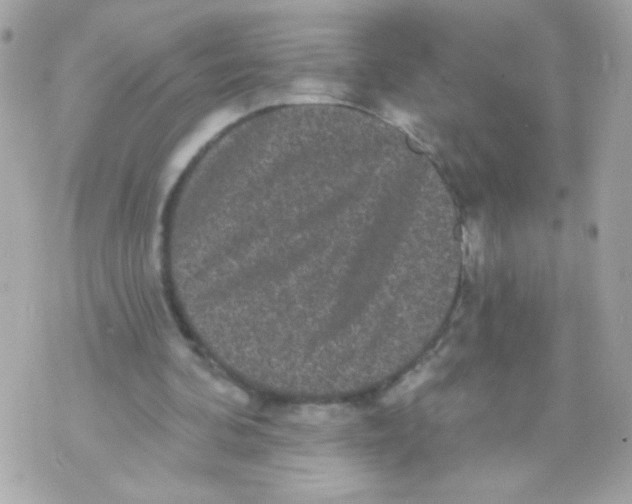 X0000070340292200607072020