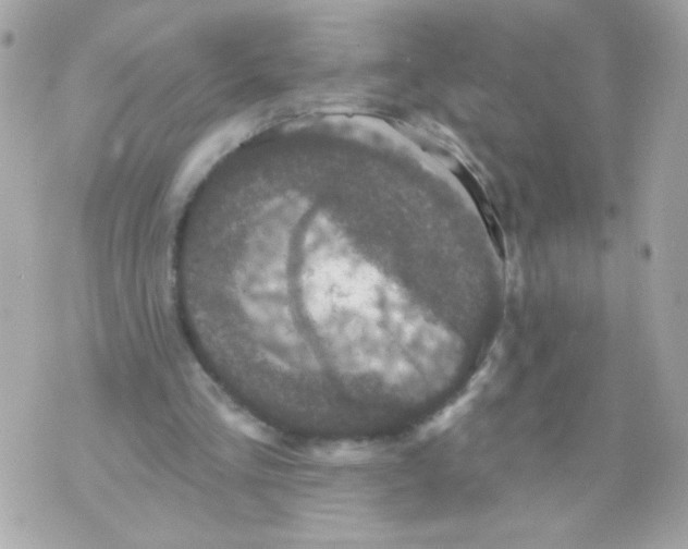 X0000070340293200607072020