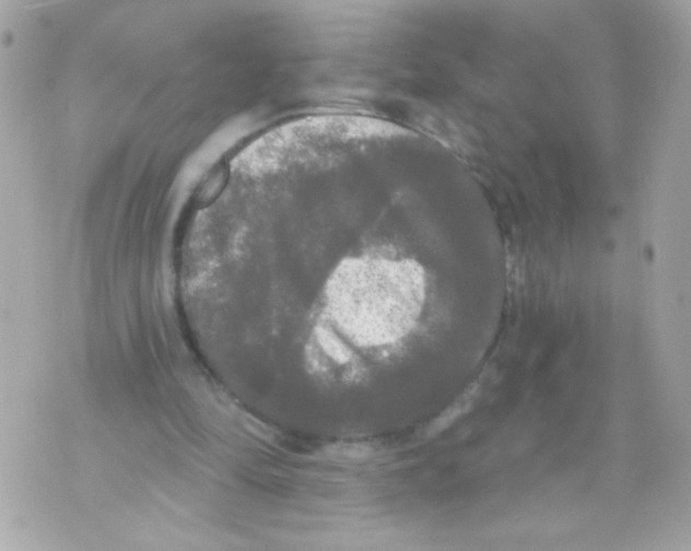 X0000070340294200607072020