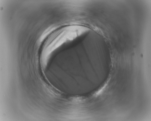 X0000070340295200607072020