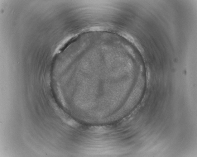 X0000070340297200607072020