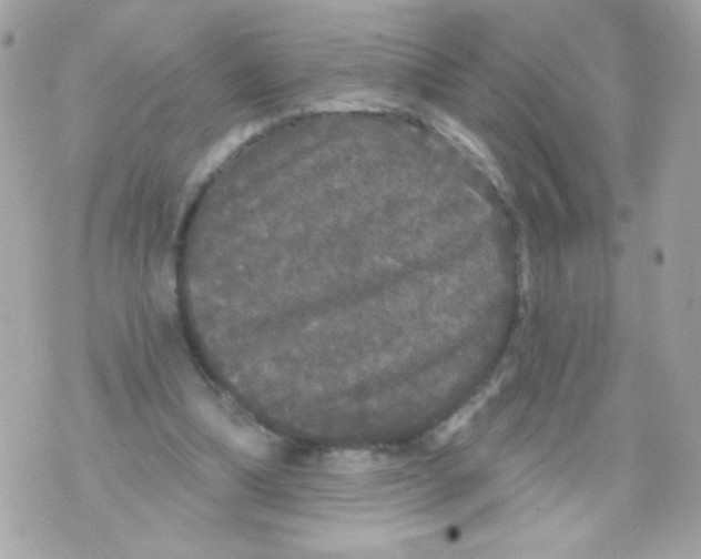 X0000070340298200607072020