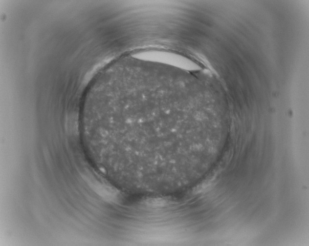 X0000070340299200607072020