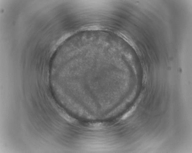 X0000070340301200607072020