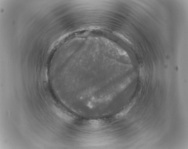 X0000070340302200607072020