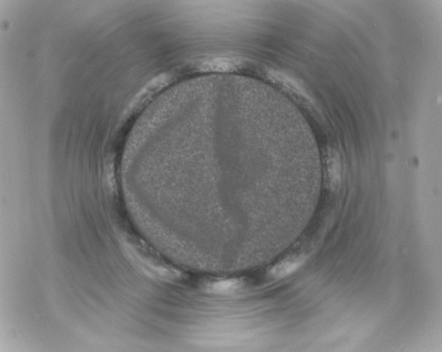 X0000070340312200607072019