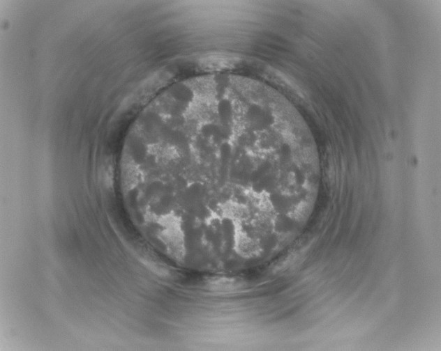 X0000070340315200607072019