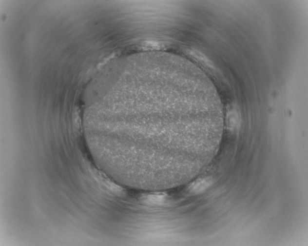 X0000070340318200607072019