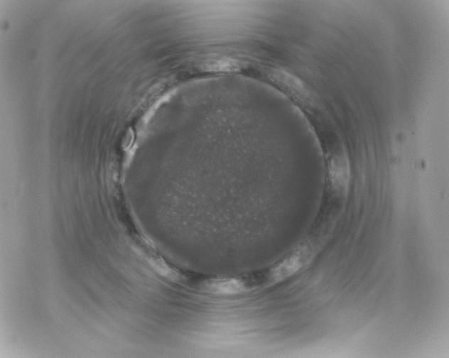 X0000070340322200607072019