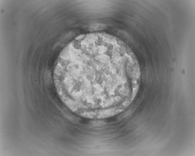 X0000070340327200607072019