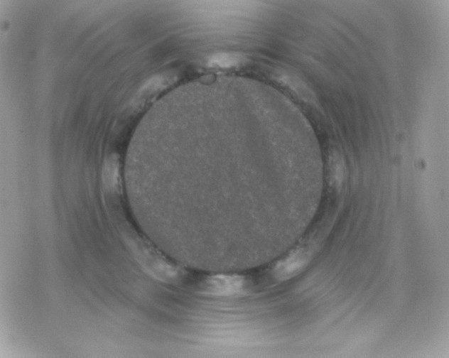 X0000070340328200607072019