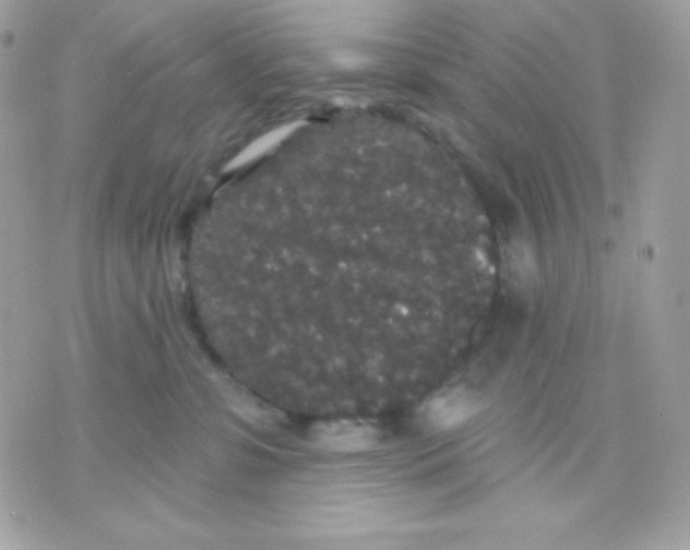 X0000070340331200607072019