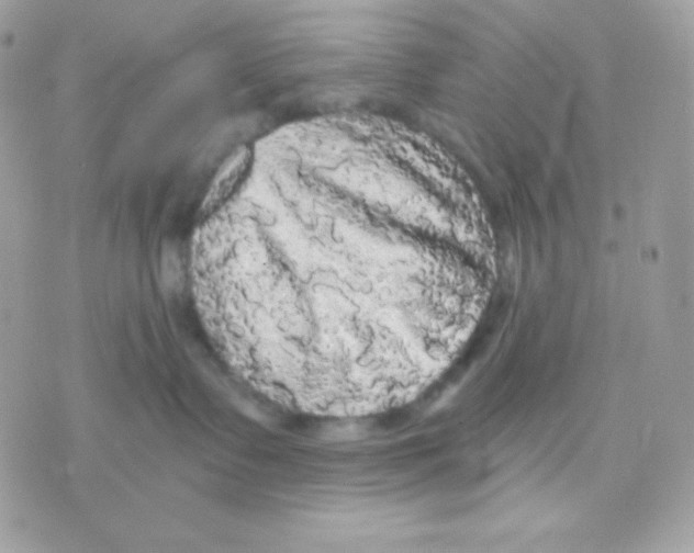 X0000070340335200607072019