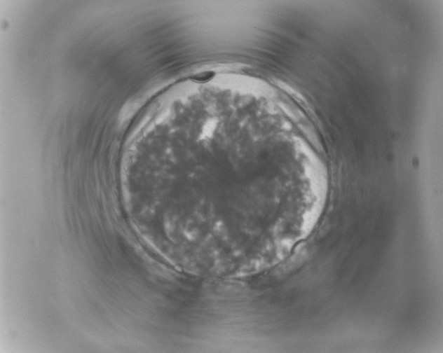 X0000070340337200607072018