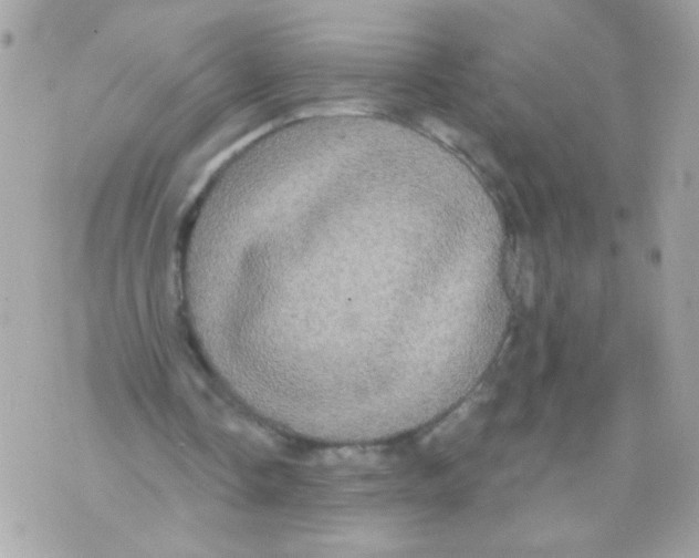 X0000070340338200607072018