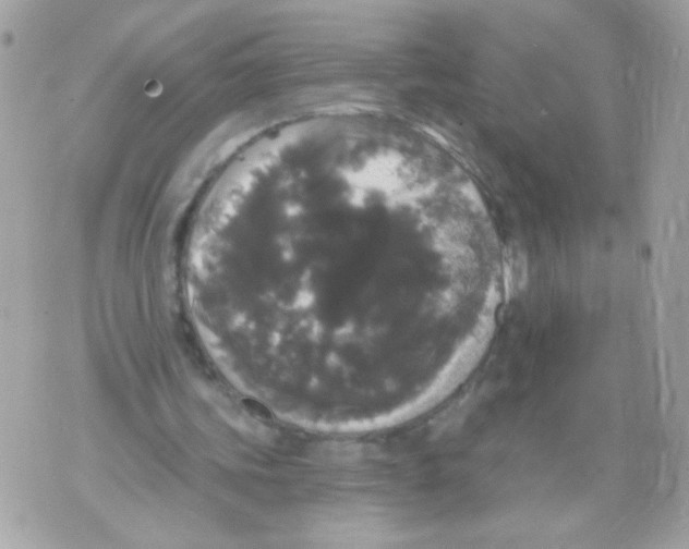 X0000070340339200607072018