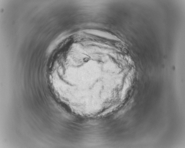 X0000070340341200607072018