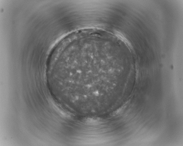 X0000070340346200607072018