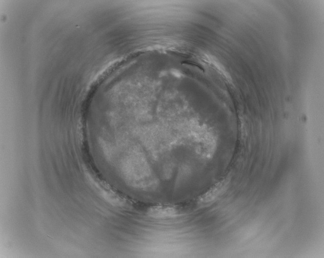 X0000070340354200607072019