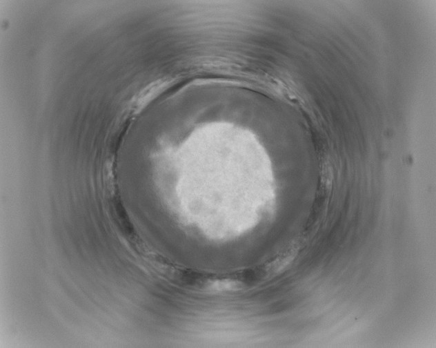 X0000070340360200607072019