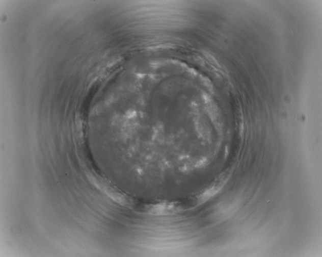 X0000070340366200607072019