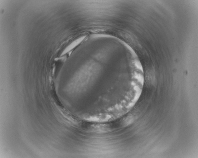 X0000070340367200607072019