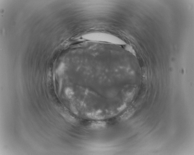 X0000070340369200607072019