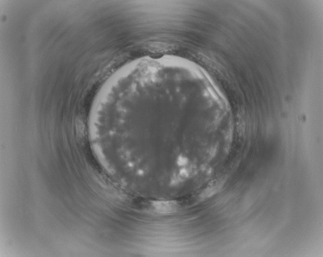 X0000070340371200607072019