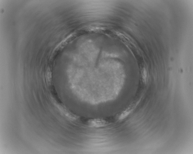 X0000070340372200607072019