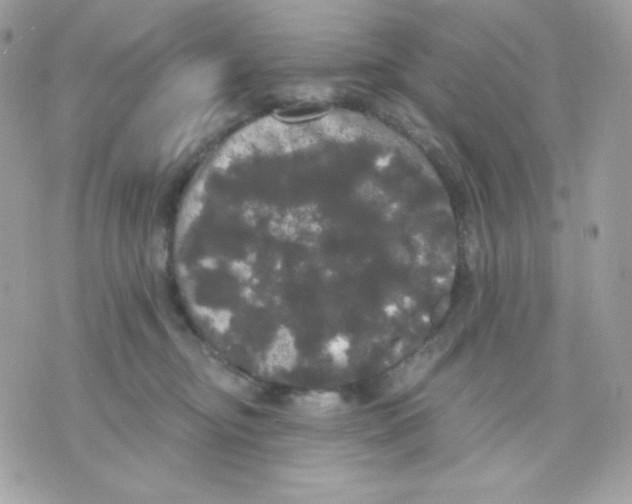 X0000070340374200607072019